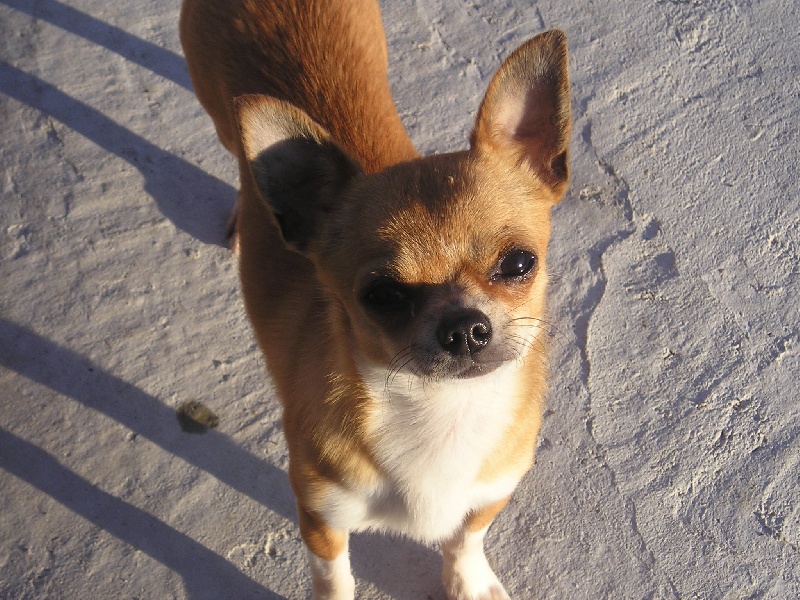Les Chihuahua de l'affixe de la vallee des petits bouts